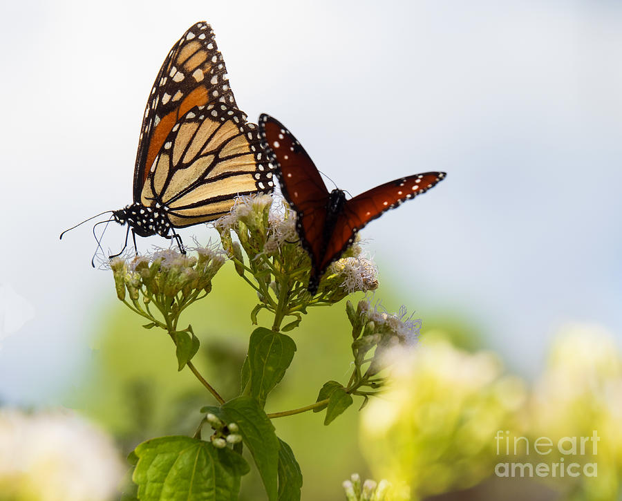 Monarch and Queen Butterfly Photograph by L Bosco