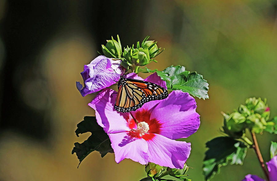 Monarch And Rose Of Sharon Photograph by Debbie Oppermann