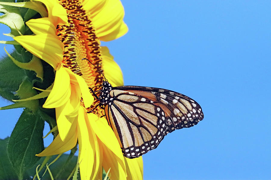 Monarch And Sunflower Photograph by Debbie Oppermann - Fine Art America