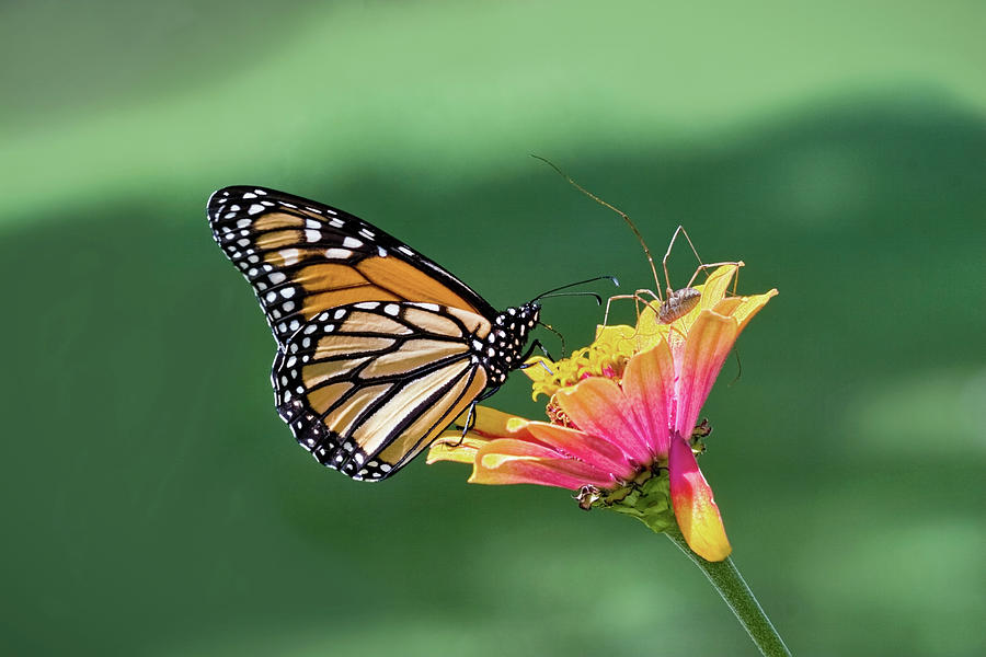 Monarch and the Harvestman Digital Art by Jerry Dalrymple - Fine Art ...