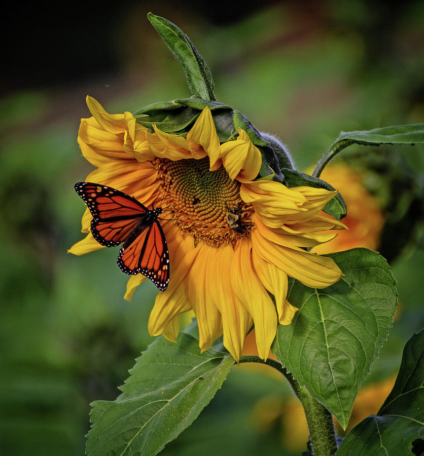 DBG Monarch and the Sunflower Photograph by Robert Pilkington