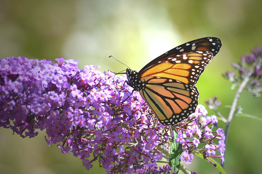 Monarch Angel Photograph by Tammy Winburn - Fine Art America