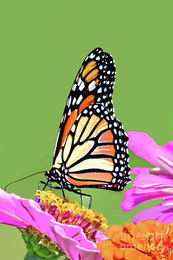 Monarch Butterfly In Zinnia Patch Photograph