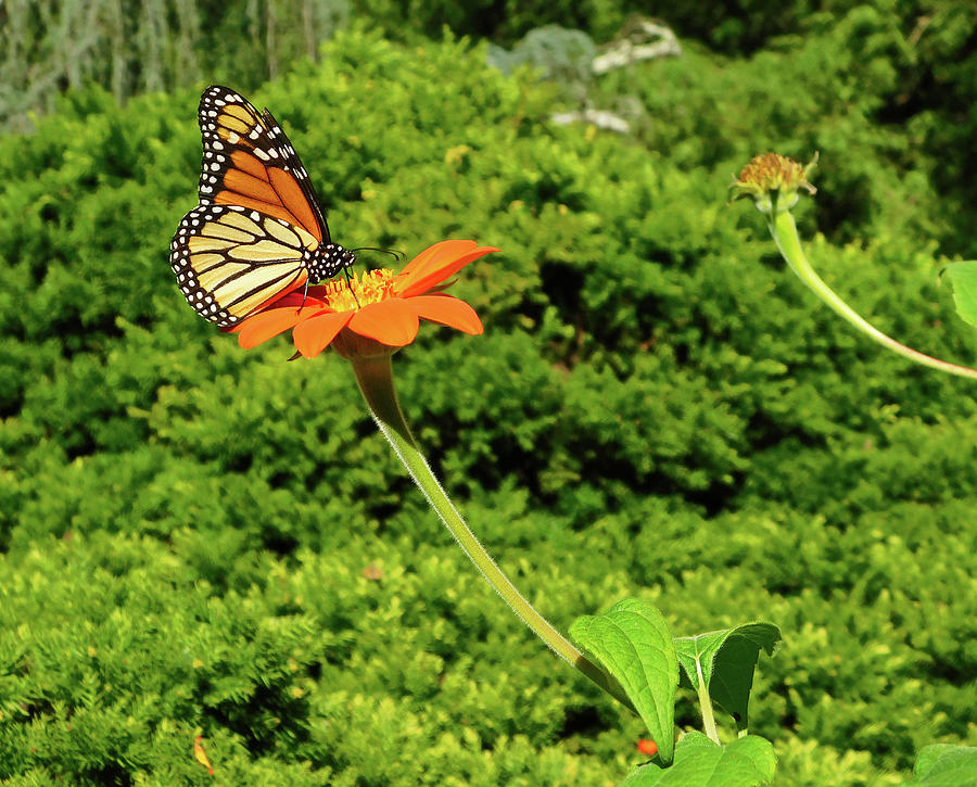Monarch Beauty at Brookside Gardens Photograph by Emmy Marie Vickers