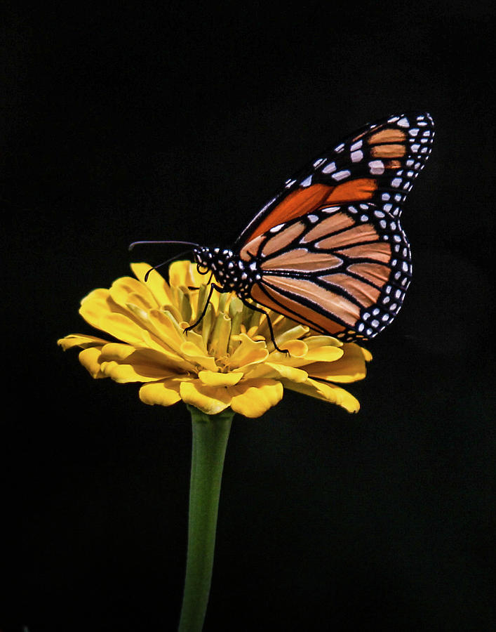 Monarch Beauty Photograph by Gerri Bigler