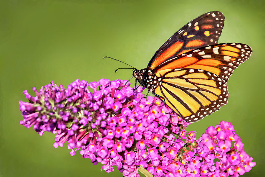 The Monarch's Beauty Photograph by Marcia Colelli - Fine Art America