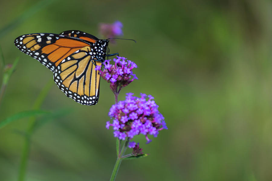 Monarch Beauty Photograph by Stewart Helberg