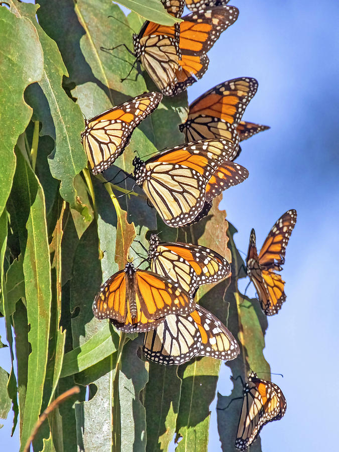 Monarch Butterflies #1 Photograph by Carla Brennan