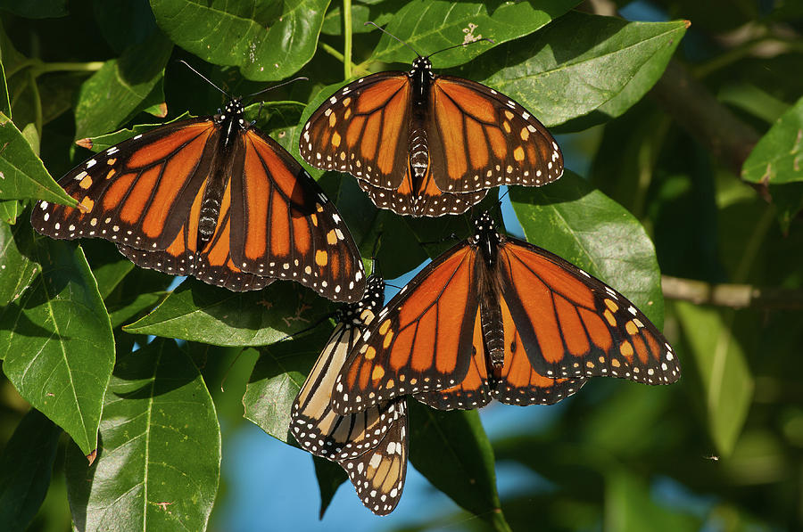 Monarch Butterflies - 7253 Photograph by Jerry Owens