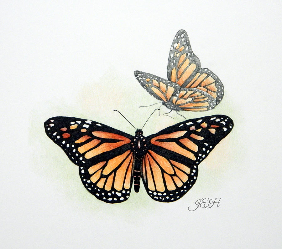 Monarch Butterflies Painting by Judy Imeson