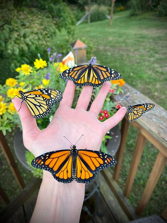 Monarch Butterflies Photograph by Kristi Jo McCollum - Fine Art America