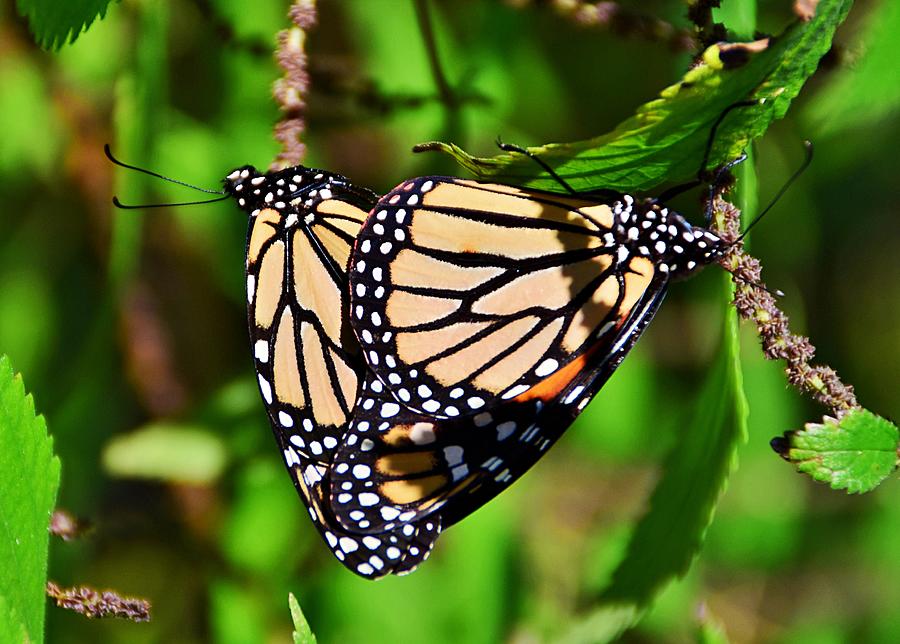 Monarch butterflies mating Photograph by David Knowles Pixels