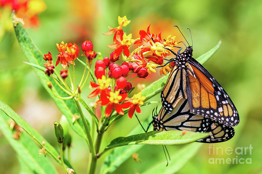 Monarch Butterflies Mating on Milkweed Flowers in Honolulu Hawaii Photograph by Phillip