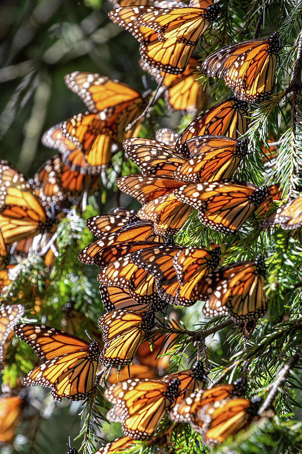 Monarch Butterflies Photograph by Nedim Slijepcevic