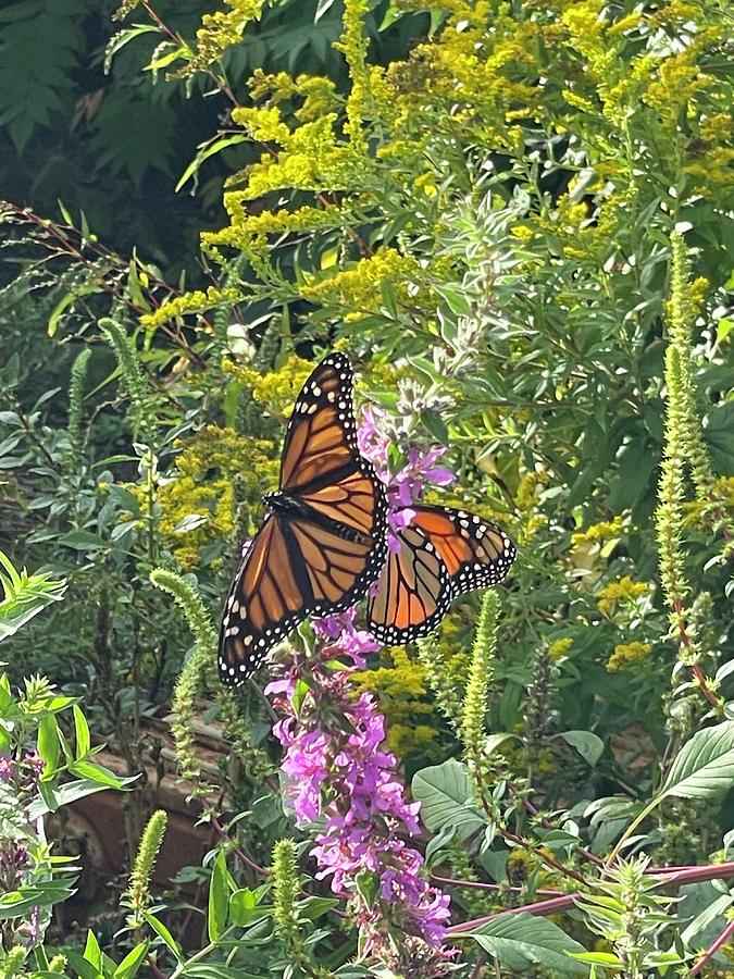 Monarch butterflies on Fireweed Photograph by Kerri Strouse