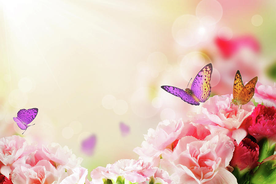 Butterflies on Flowers Painting by The James Roney Collection Fine