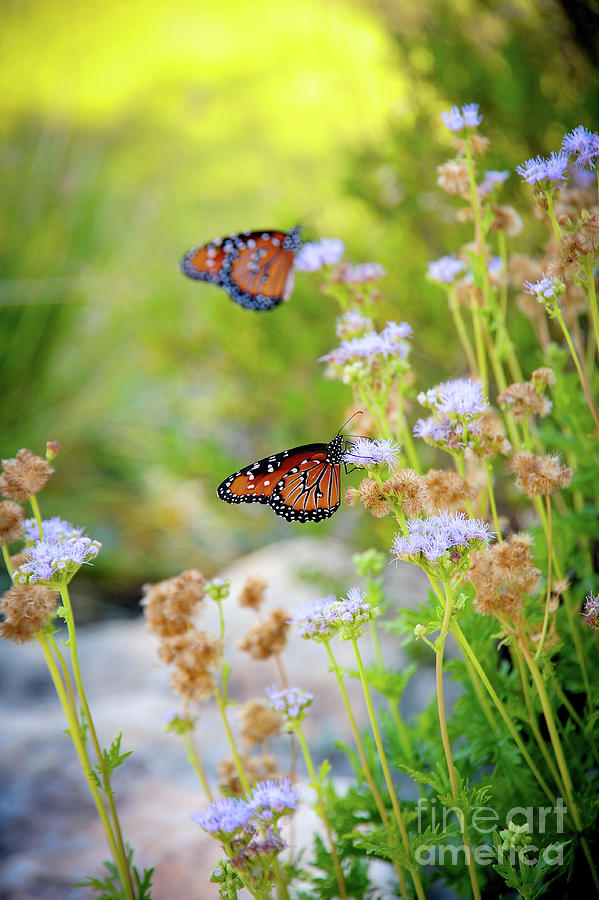 Monarch butterflies on garden flowers Photograph by Gunther Allen