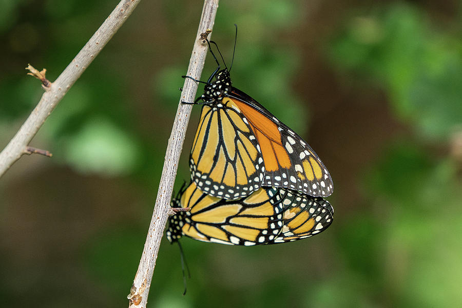 Monarch Butterflies Photograph by Wesley Aston