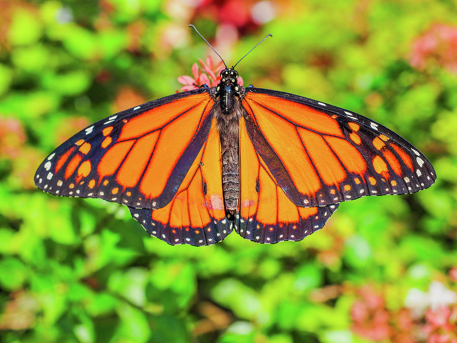 Monarch Butterfly 007 Photograph by James C Richardson