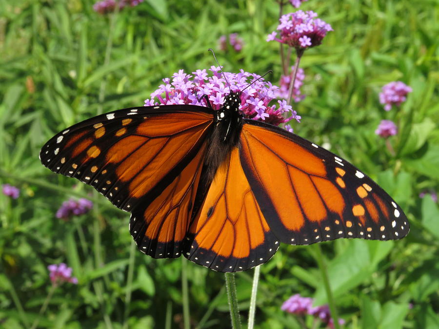 Nature Photograph - Monarch Butterfly - #15880 by StormBringer Photography
