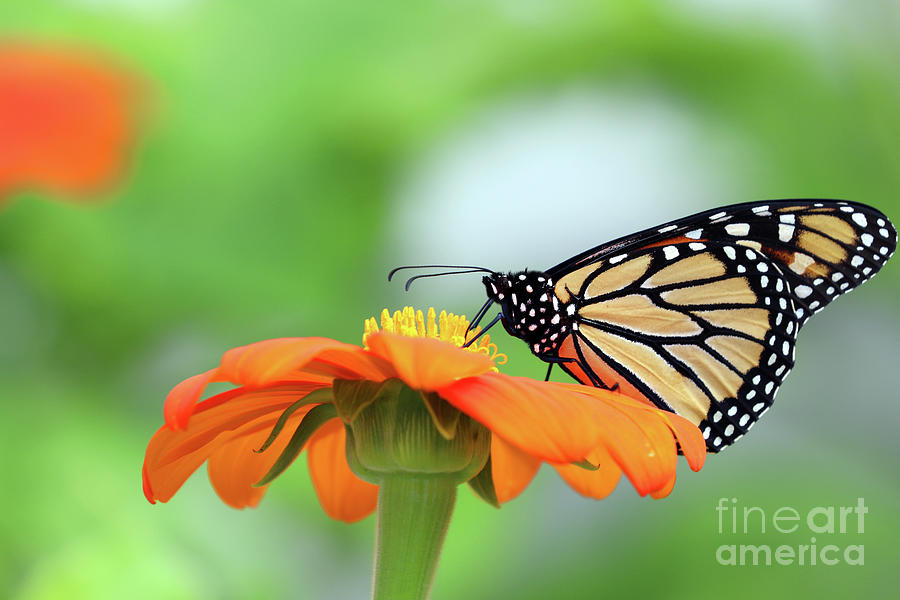 Monarch Butterfly  1800 Photograph by Jack Schultz