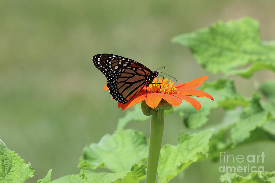 Monarch Butterfly  1800b Photograph by Jack Schultz