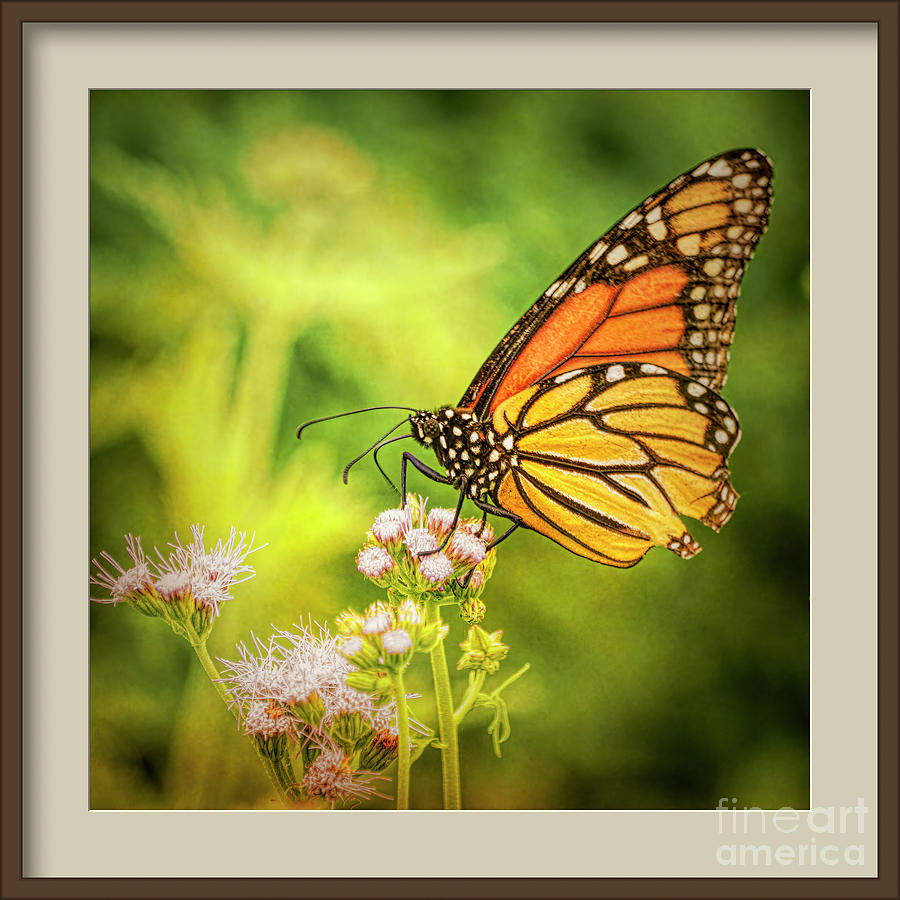 Monarch Butterfly #2 In Brown Frame Photograph By Fred Adsit 