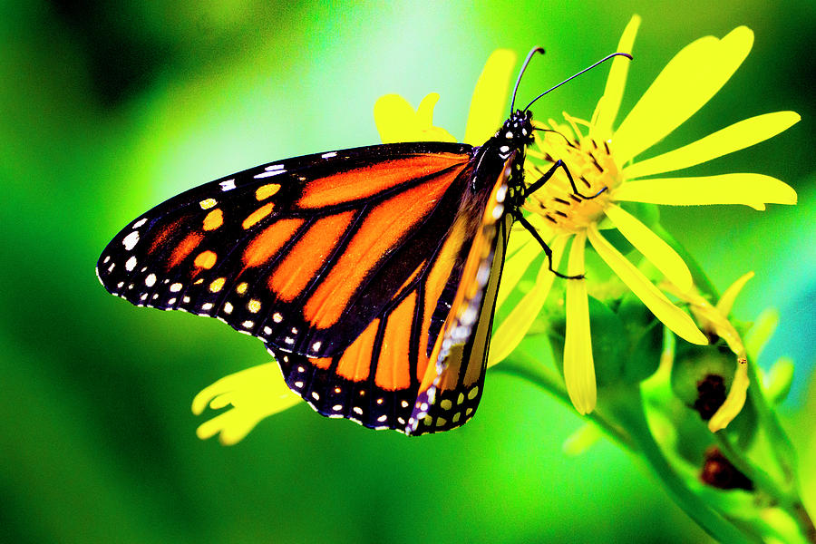 Monarch Butterfly 2 Photograph