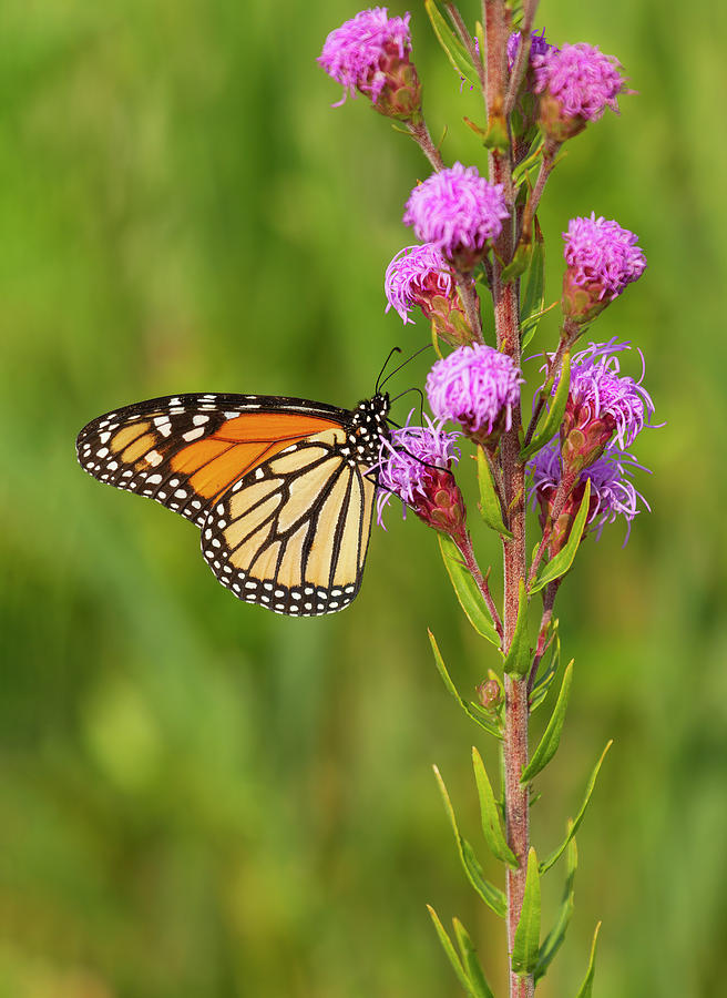Monarch Butterfly 2013-1 Photograph