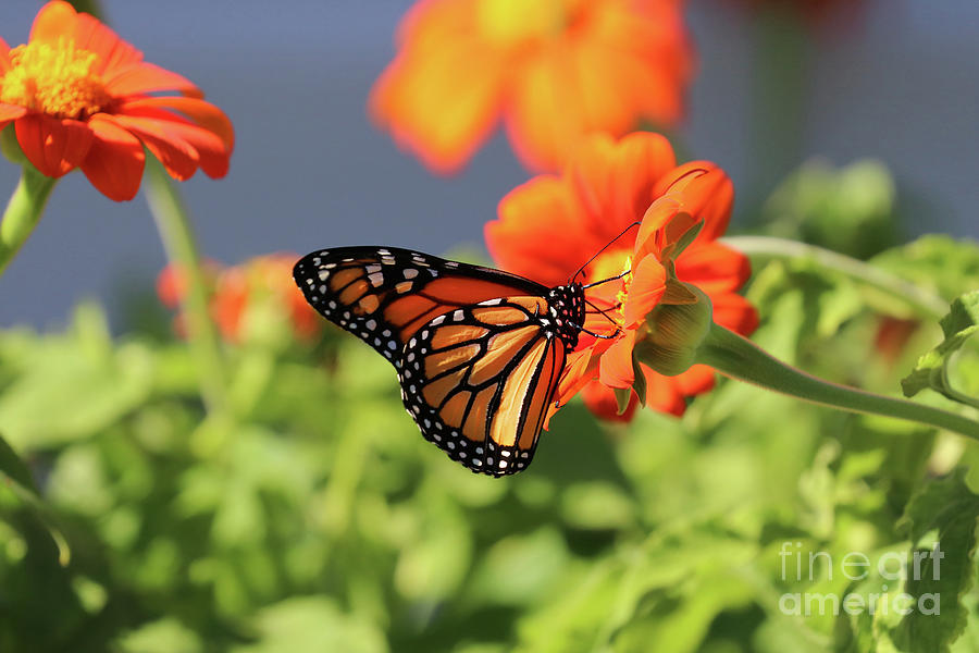Monarch Butterfly 2317 Photograph by Jack Schultz