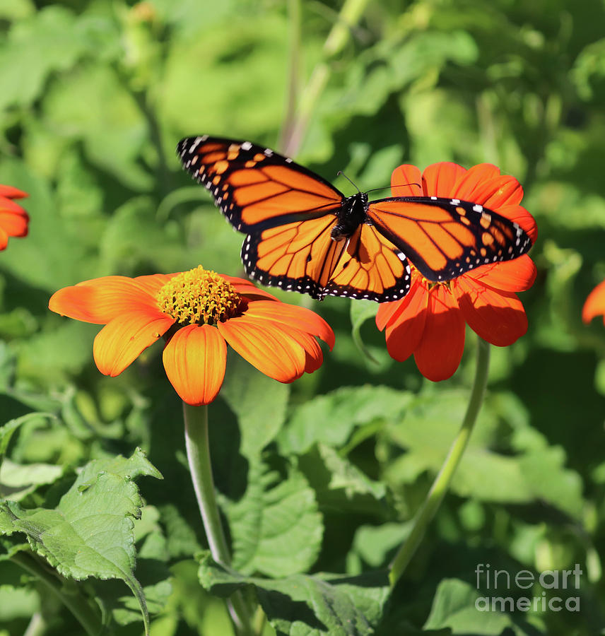 Monarch Butterfly  2363 Photograph by Jack Schultz