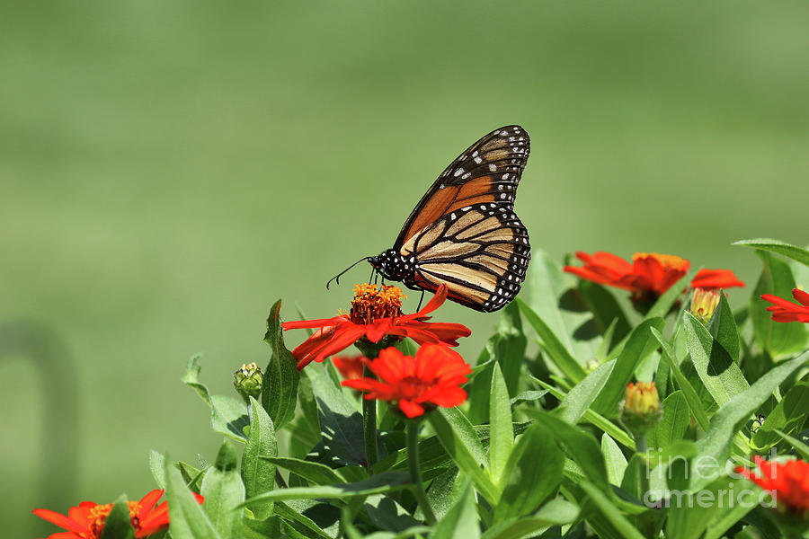 Monarch Butterfly 8714 Photograph by Jack Schultz