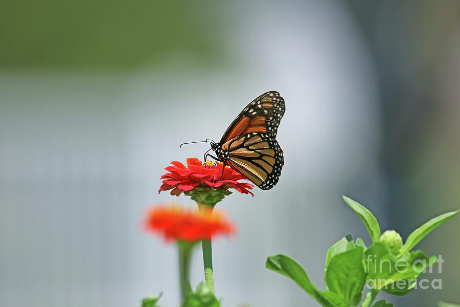 Monarch Butterfly 8717 Photograph by Jack Schultz