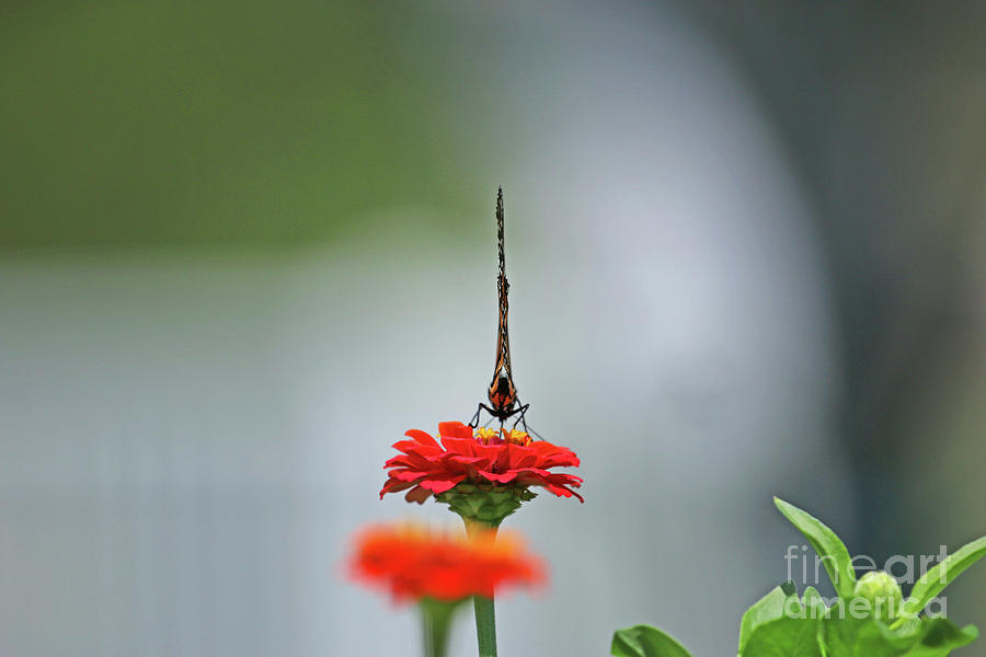 Monarch Butterfly 8738 Photograph by Jack Schultz
