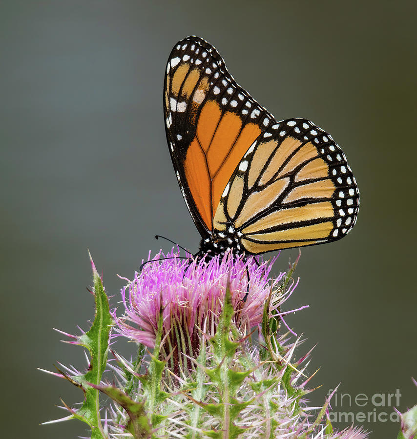 Butterfly Photograph - Monarch Butterfly A8803 by Stephen Parker