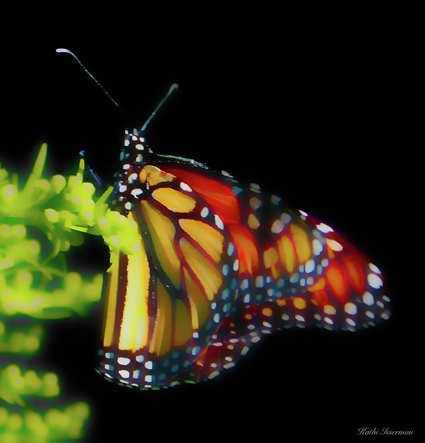 Monarch Butterfly Abstract Photograph by Kathi Isserman