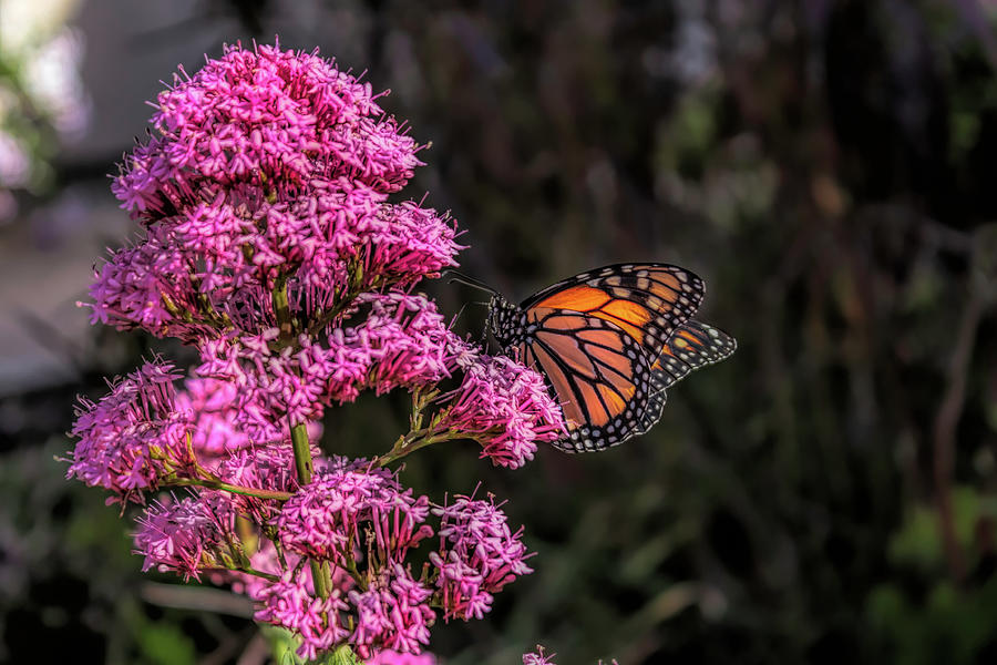 Monarch Butterfly Photograph by Alison Frank