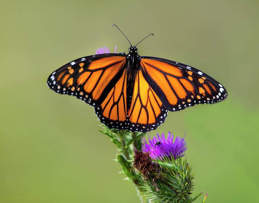 Monarch Butterfly among the Asters 2 Photograph by Regina Muscarella