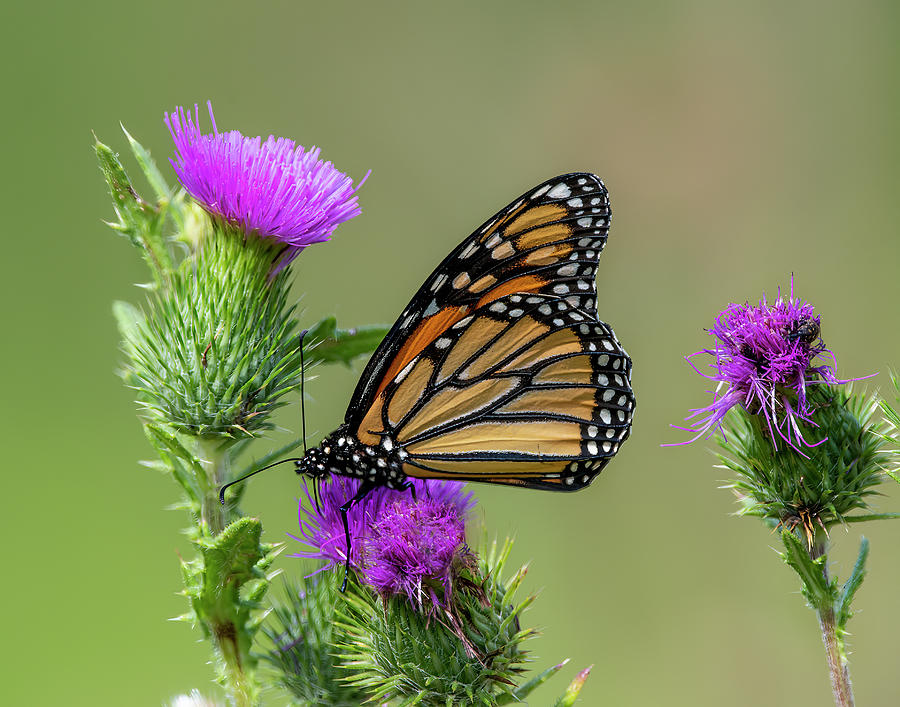Monarch Butterfly among the Asters Photograph by Regina Muscarella