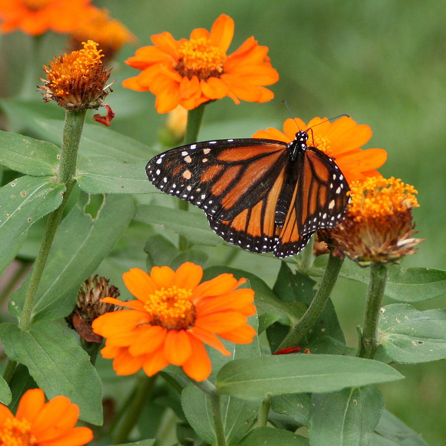 Monarch Butterfly Among the Marigolds Photograph by Laurel Talabere ...