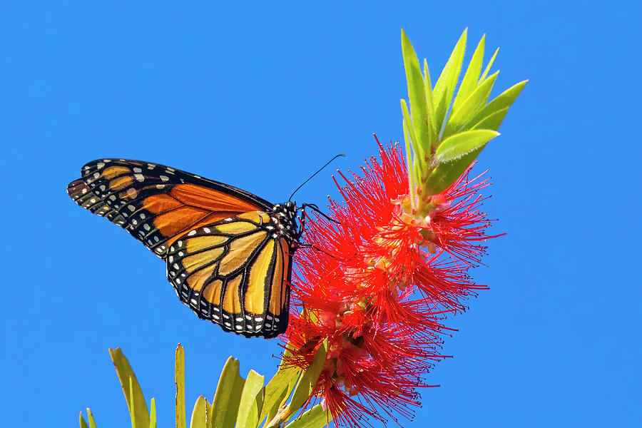 Monarch Butterfly and Bottlebrush Flower Photograph by Mark Andrew Thomas