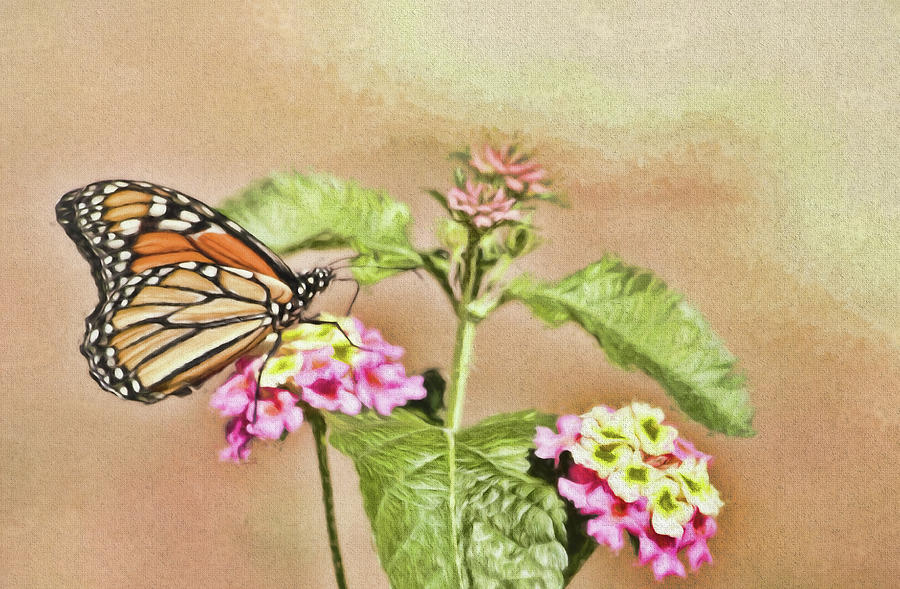 Monarch Butterfly and Lantana Photograph by Ola Allen