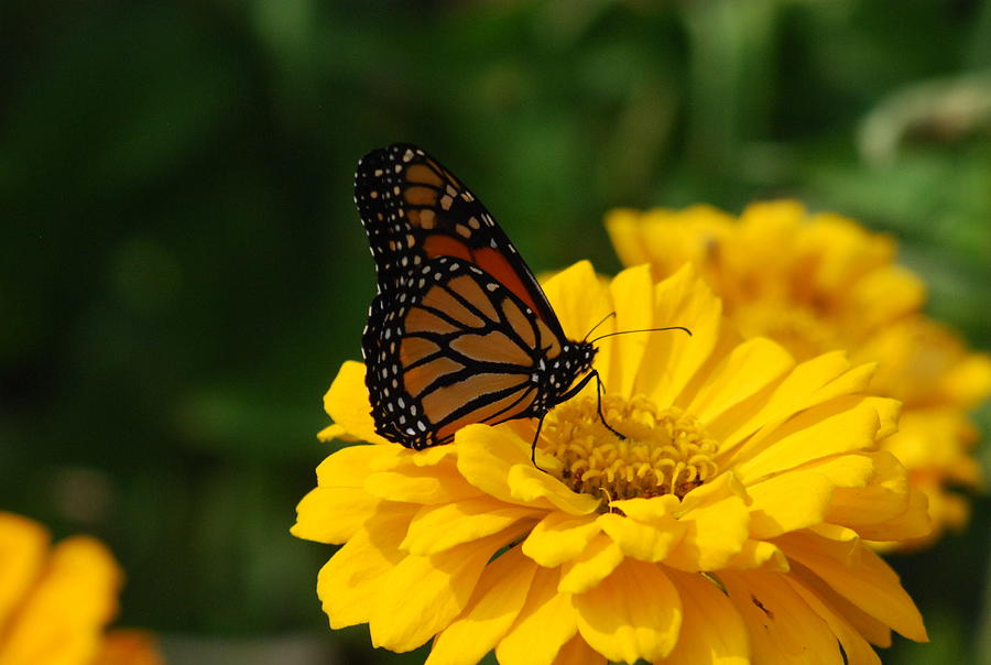 Monarch Butterfly And Marigolds Photograph by Ee Photography