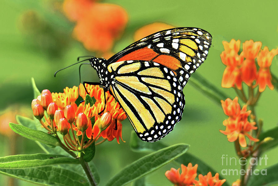 Monarch Butterfly and Orange Butterfly Weed Photograph by Regina ...