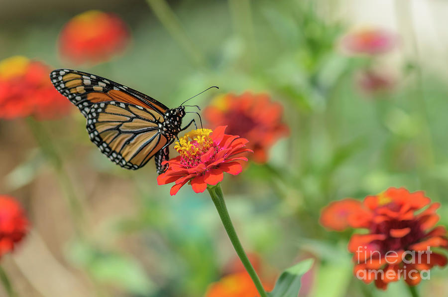Monarch Butterfly and Red Zinnia Photograph by Tamara Becker