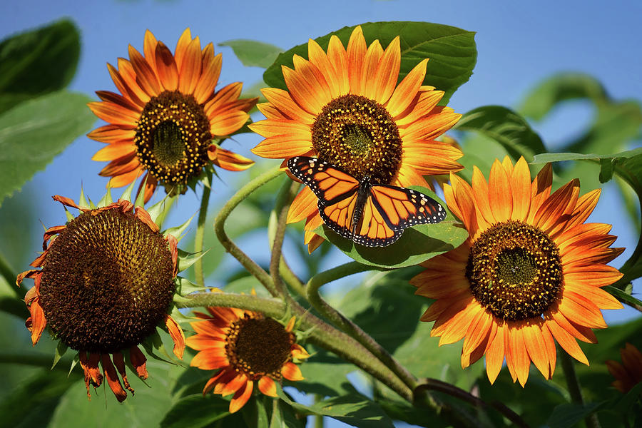 Monarch Butterfly and Sunflowers Photograph by Nikolyn McDonald