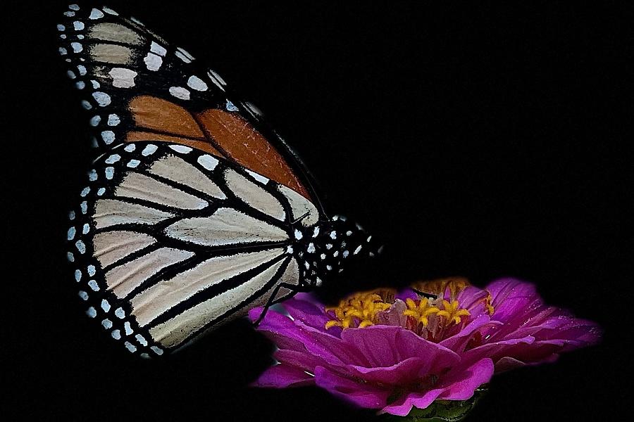 Monarch Butterfly and Zinnia 3 Photograph by AList Art Gallery Monarch Butterfly and Zinnia 3 Photograph by AList Art Gallery