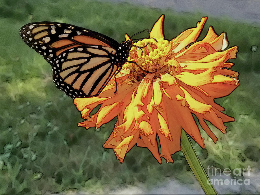 Monarch Butterfly Art Digital Art by Alan E Mason - Fine Art America