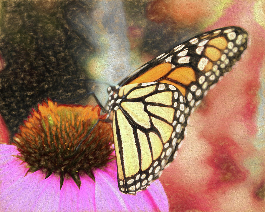 Monarch Butterfly Art Photograph by Scott Olsen