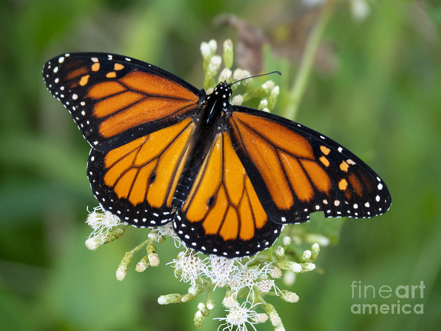 Monarch Butterfly at Circle B Bar Preserve in Lakeland Florida Photograph by L Bosco